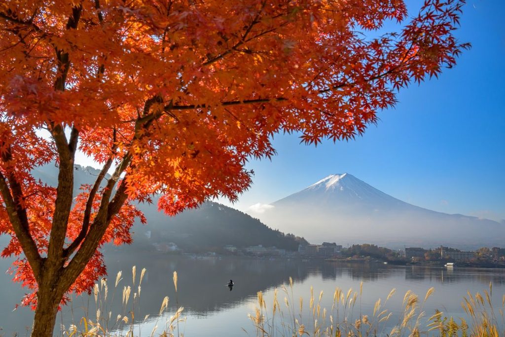 Momiji in Japan