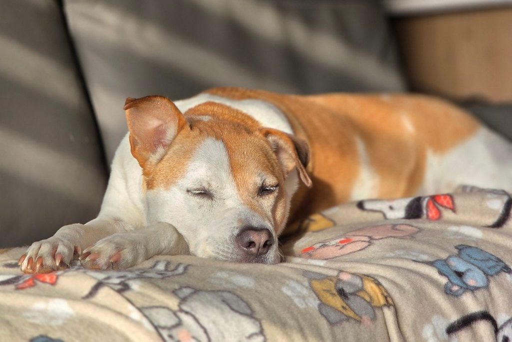 dog resistant sofa