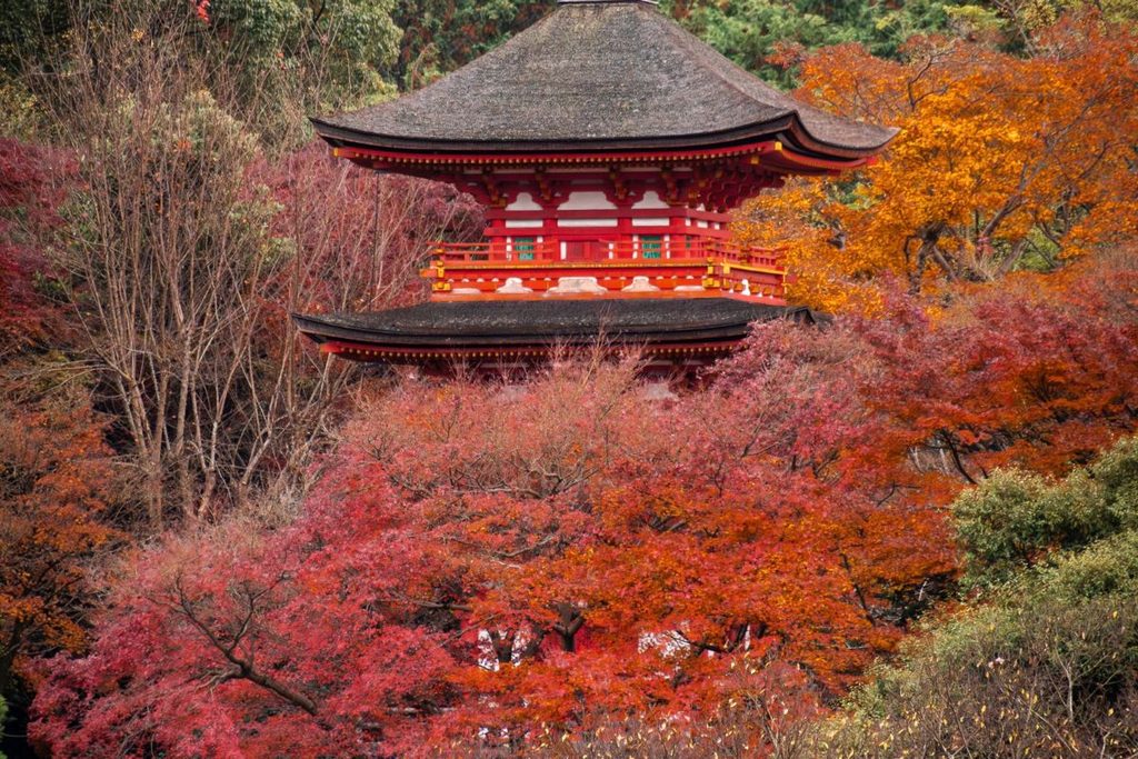Momiji in Japan