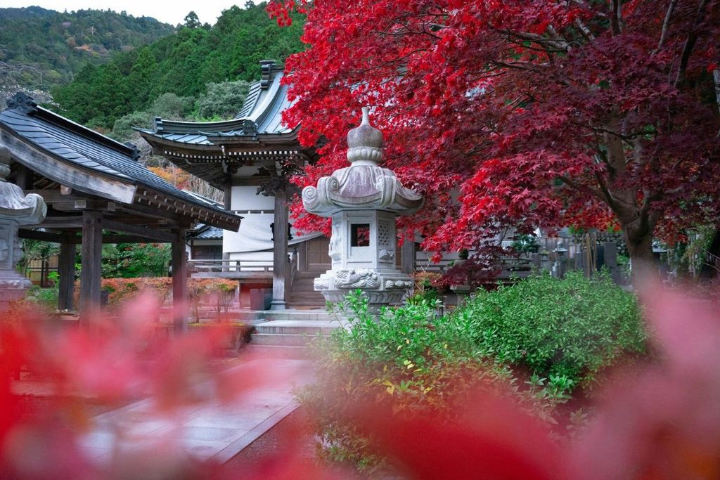 Momiji in Japan