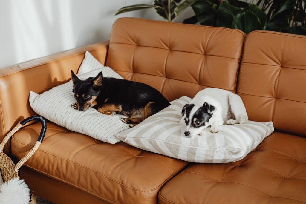 dog resistant sofa