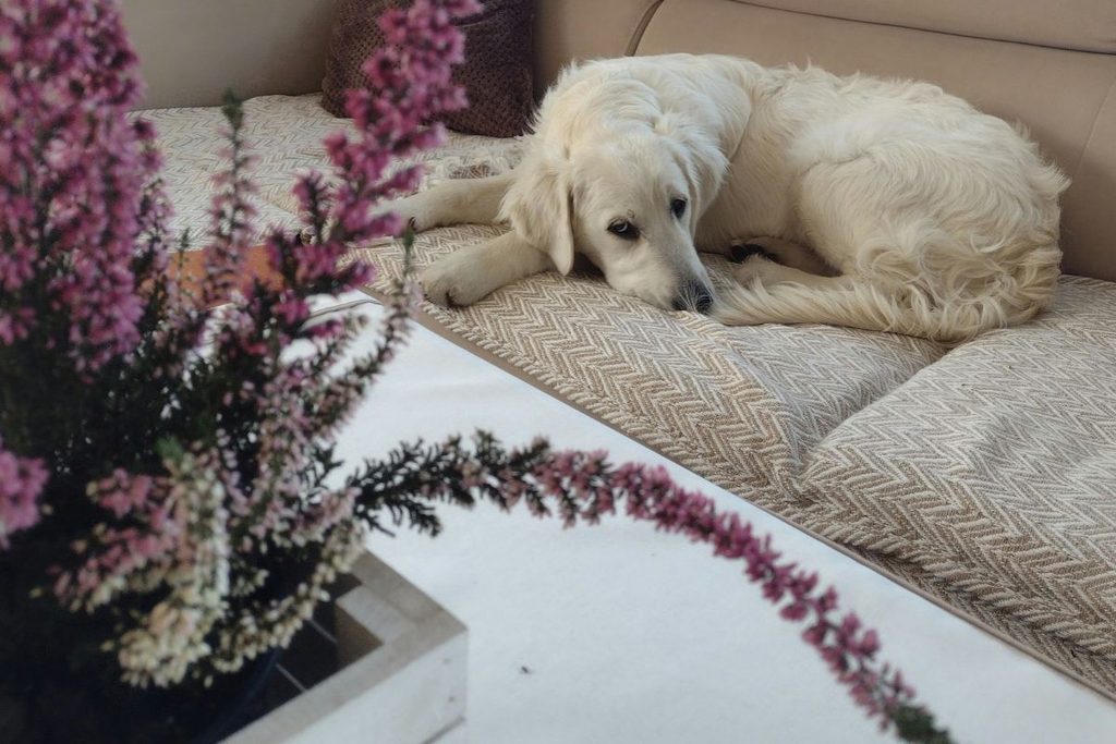dog resistant sofa