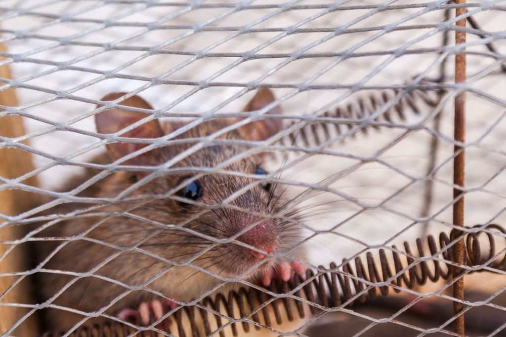 pest control